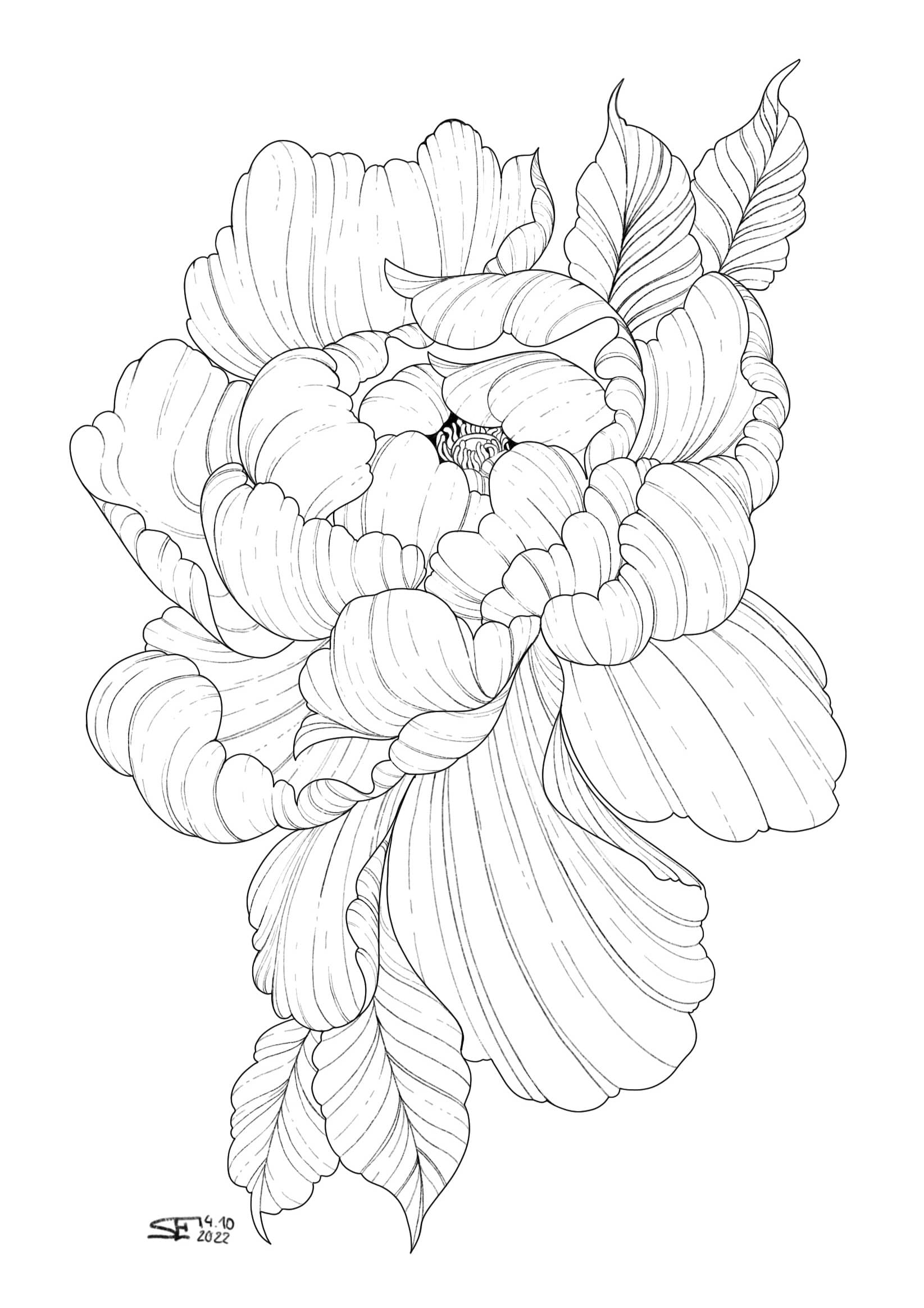 Pfingsrosenblüte von der Seite mit dünnen schwarzen Linien gezeichnet